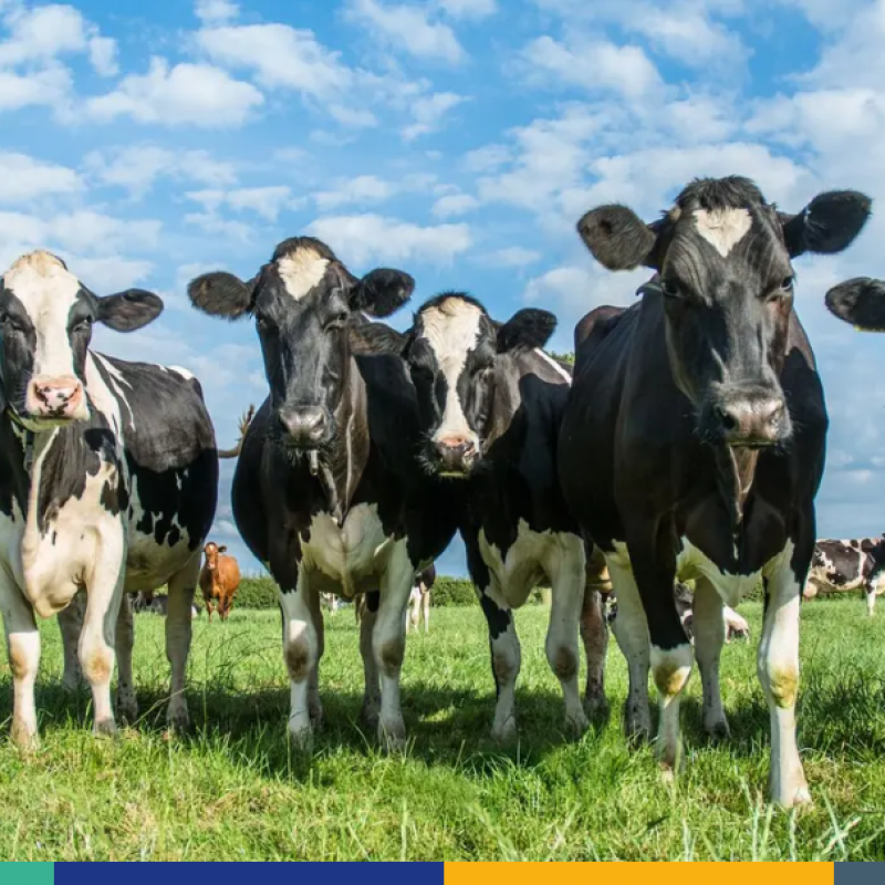 Cows, Animal Health