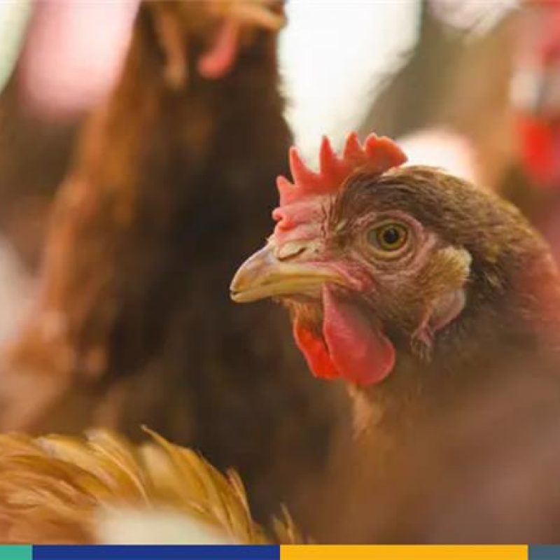 EFSA NoBirdFlu campaign