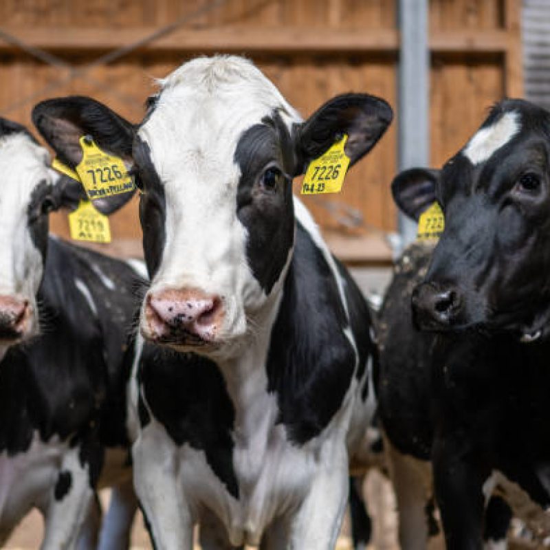Dairy cattle's with livestock tags looking at camera on farm.