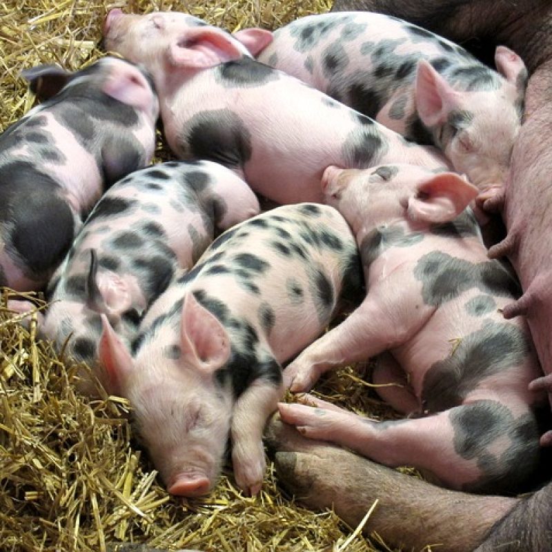 piglets-2736051_640